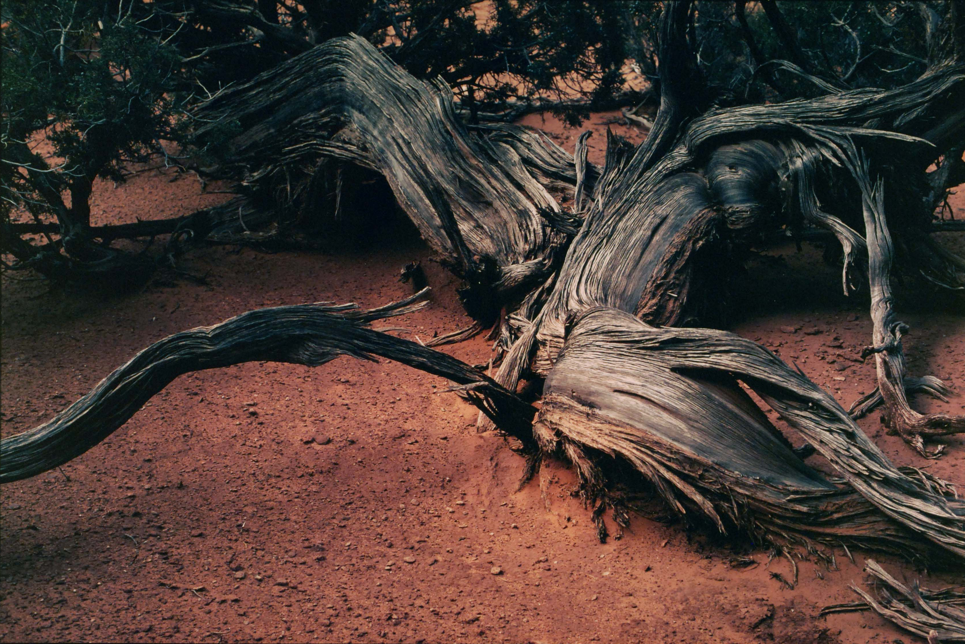 Case 3 image, Untitled [shattered tree], Utah, Cibachrome print, ca. 2000s, Accession #P2006-01