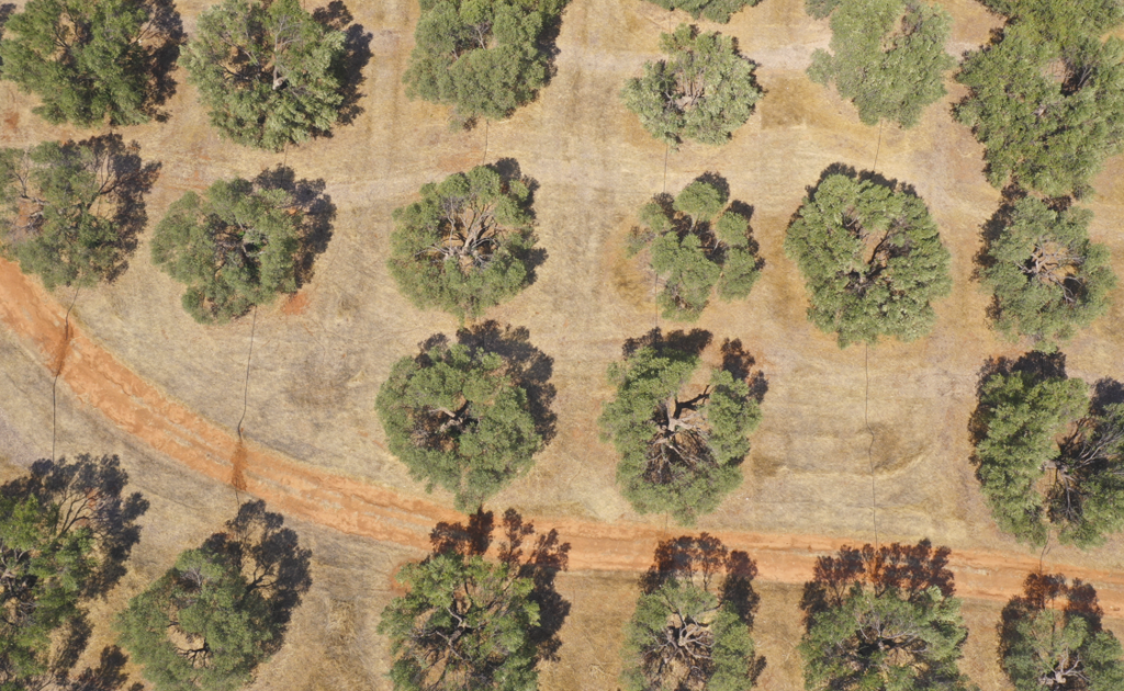 Aerial photo of a tree grove.